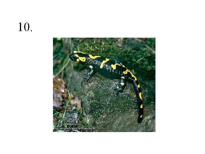 10. 