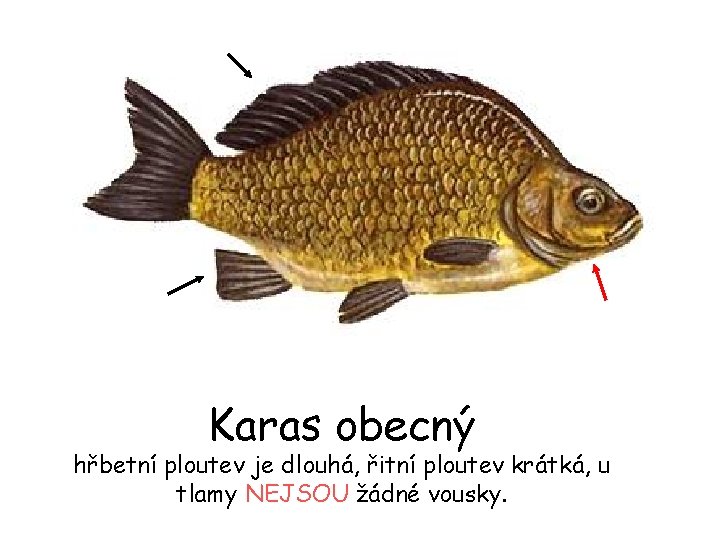 Karas obecný hřbetní ploutev je dlouhá, řitní ploutev krátká, u tlamy NEJSOU žádné vousky.