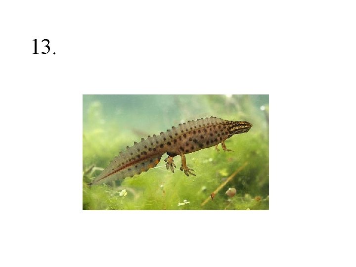 13. 