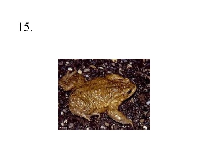 15. 