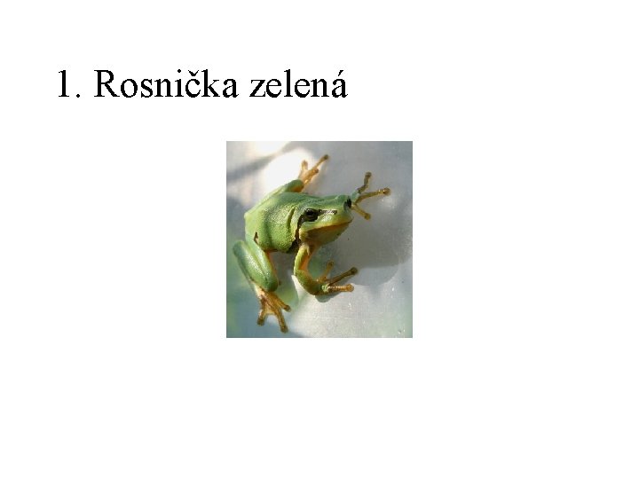 1. Rosnička zelená 