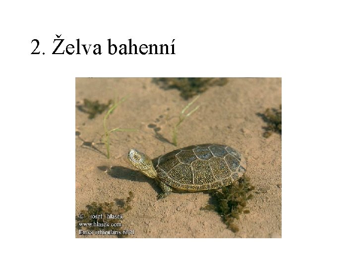 2. Želva bahenní 