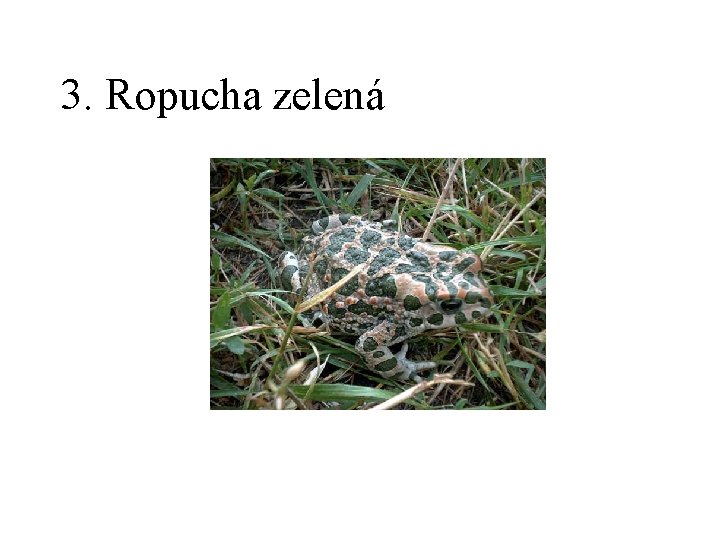 3. Ropucha zelená 