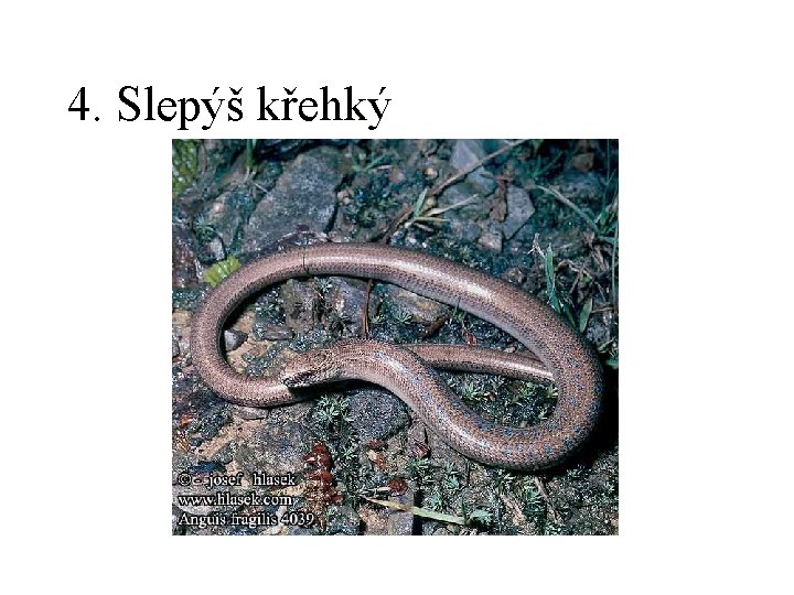 4. Slepýš křehký 