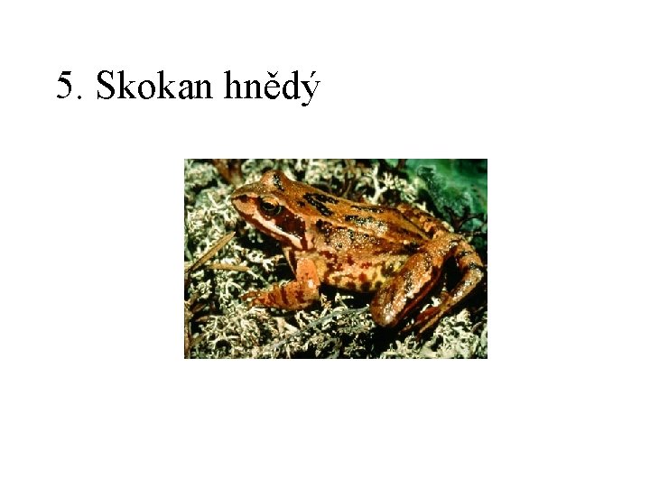 5. Skokan hnědý 