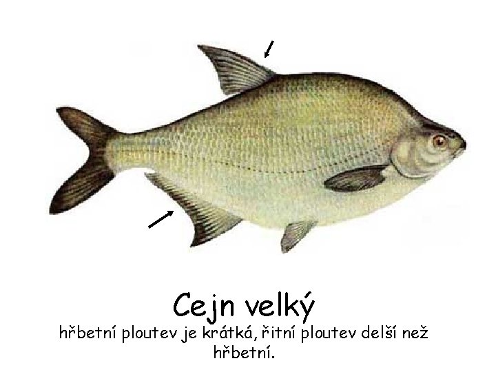 Cejn velký hřbetní ploutev je krátká, řitní ploutev delší než hřbetní. 