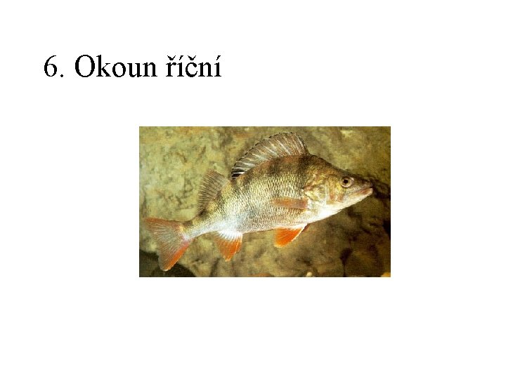 6. Okoun říční 