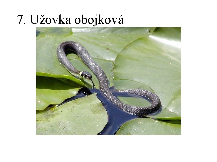 7. Užovka obojková 