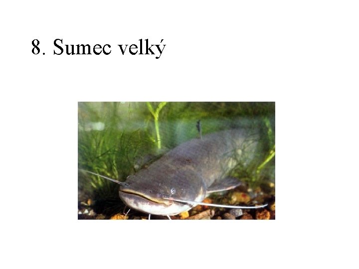 8. Sumec velký 