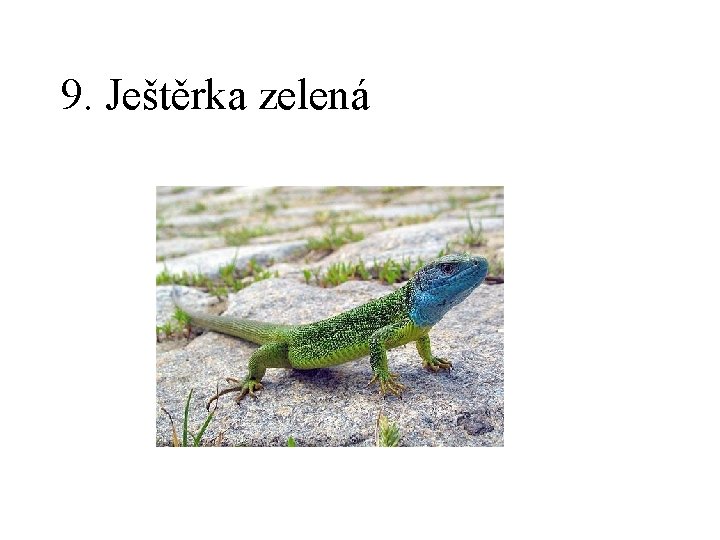 9. Ještěrka zelená 