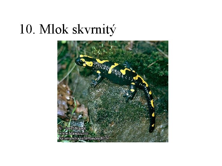10. Mlok skvrnitý 