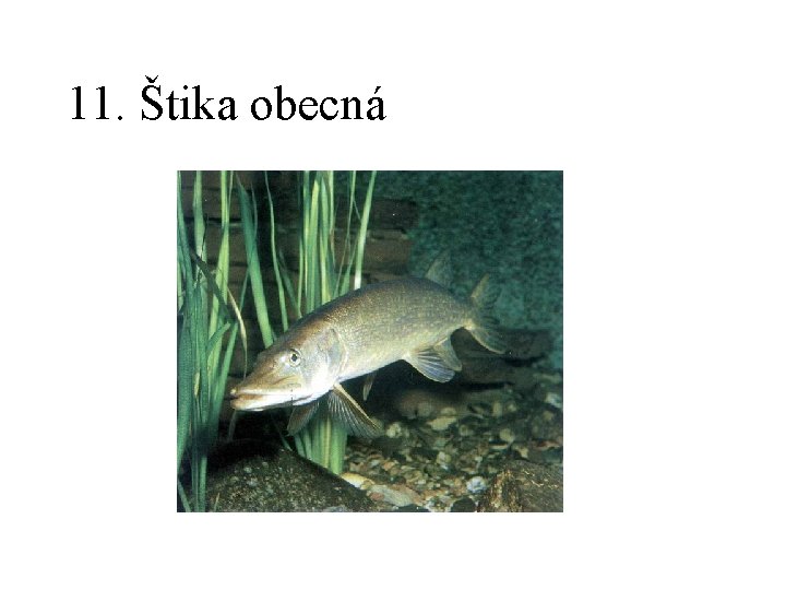 11. Štika obecná 
