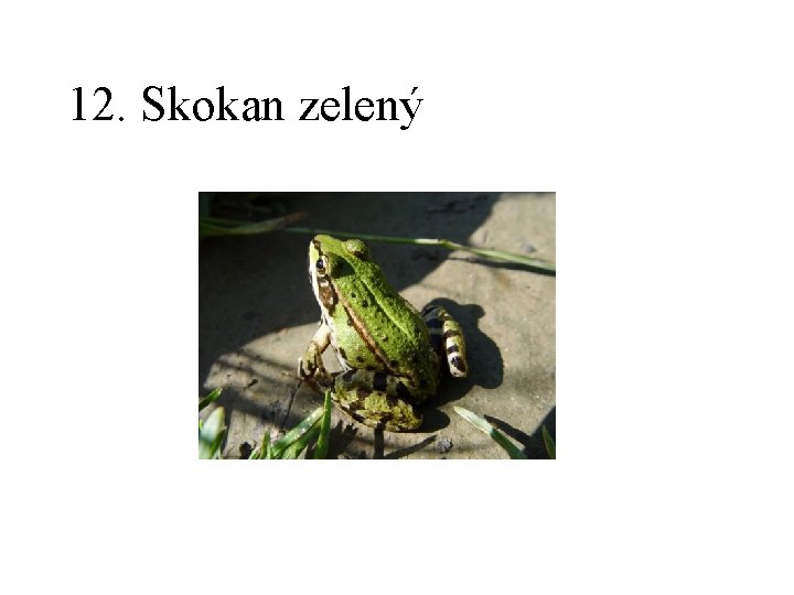 12. Skokan zelený 