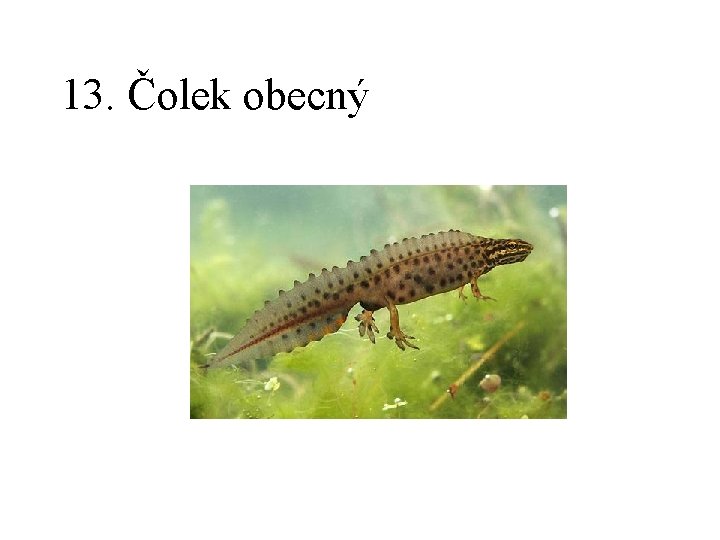 13. Čolek obecný 