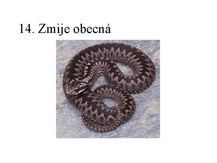 14. Zmije obecná 