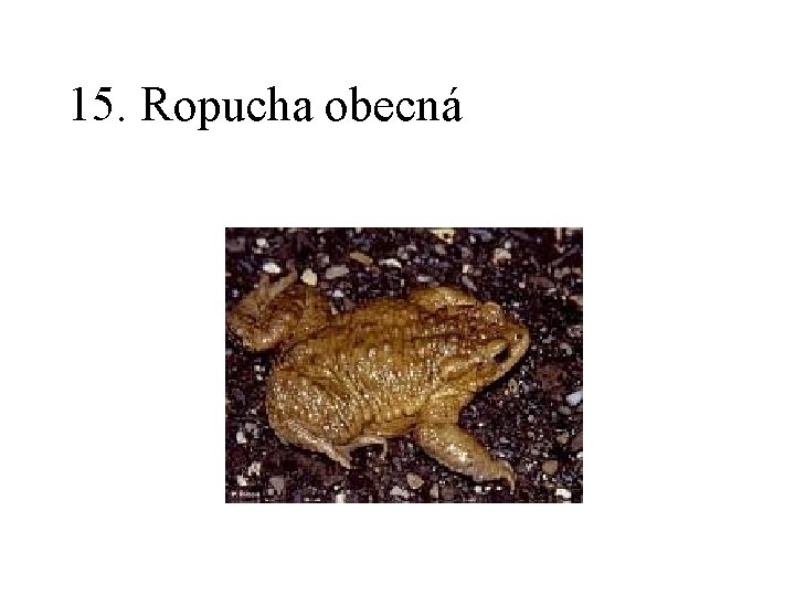 15. Ropucha obecná 