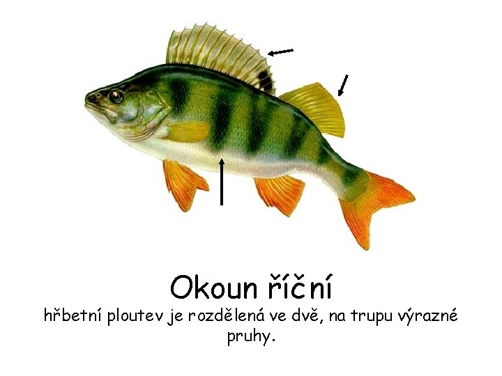 Okoun říční hřbetní ploutev je rozdělená ve dvě, na trupu výrazné pruhy. 
