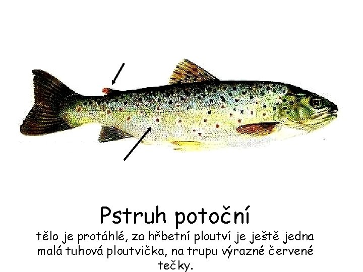 Pstruh potoční tělo je protáhlé, za hřbetní ploutví je ještě jedna malá tuhová ploutvička,