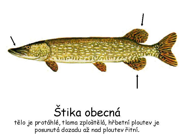 Štika obecná tělo je protáhlé, tlama zploštělá, hřbetní ploutev je posunutá dozadu až nad