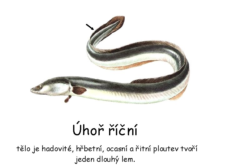 Úhoř říční tělo je hadovité, hřbetní, ocasní a řitní ploutev tvoří jeden dlouhý lem.