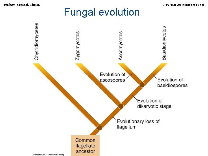 Biology, Seventh Edition Fungal evolution Copyright © 2005 Brooks/Cole — Thomson Learning CHAPTER 25