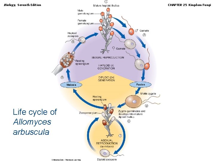 Biology, Seventh Edition CHAPTER 25 Kingdom Fungi Life cycle of Allomyces arbuscula Copyright ©