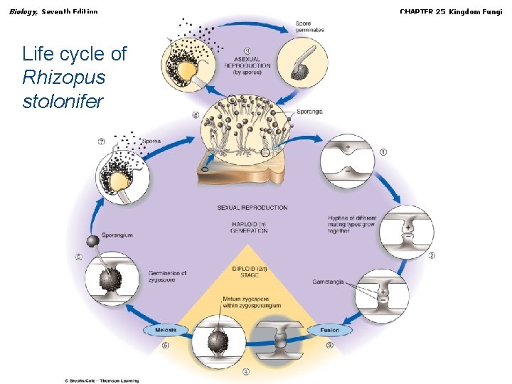 Biology, Seventh Edition CHAPTER 25 Kingdom Fungi Life cycle of Rhizopus stolonifer Copyright ©