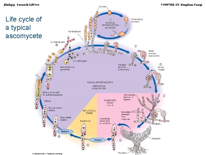 Biology, Seventh Edition CHAPTER 25 Kingdom Fungi Life cycle of a typical ascomycete Copyright