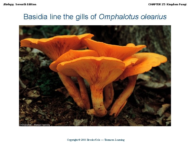 Biology, Seventh Edition CHAPTER 25 Kingdom Fungi Basidia line the gills of Omphalotus olearius