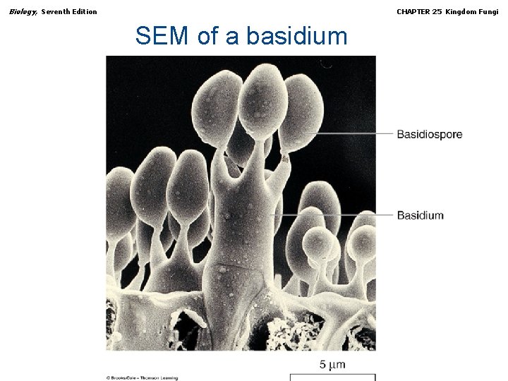 Biology, Seventh Edition CHAPTER 25 Kingdom Fungi SEM of a basidium Copyright © 2005