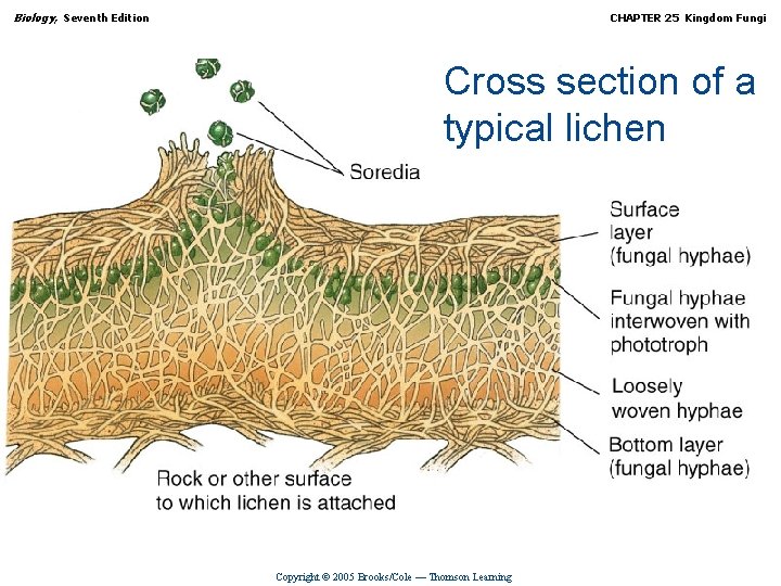 Biology, Seventh Edition CHAPTER 25 Kingdom Fungi Cross section of a typical lichen Copyright