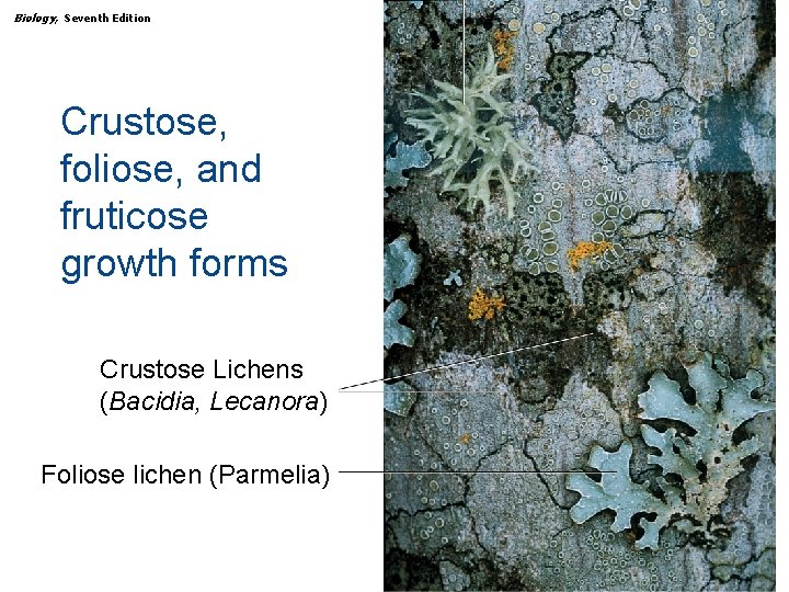 Biology, Seventh Edition CHAPTER 25 Kingdom Fungi Crustose, foliose, and fruticose growth forms Crustose