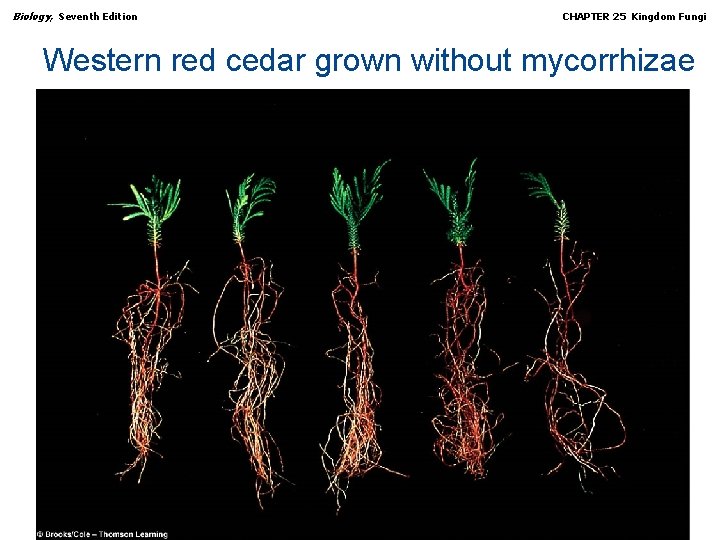 Biology, Seventh Edition CHAPTER 25 Kingdom Fungi Western red cedar grown without mycorrhizae Copyright