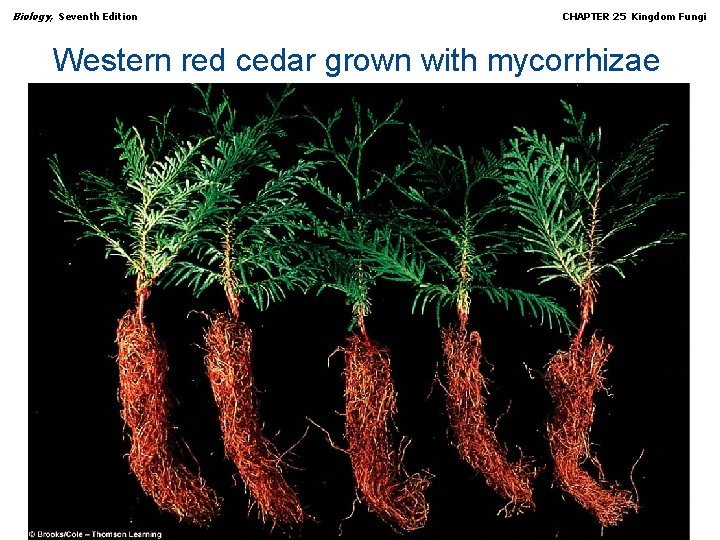 Biology, Seventh Edition CHAPTER 25 Kingdom Fungi Western red cedar grown with mycorrhizae Copyright