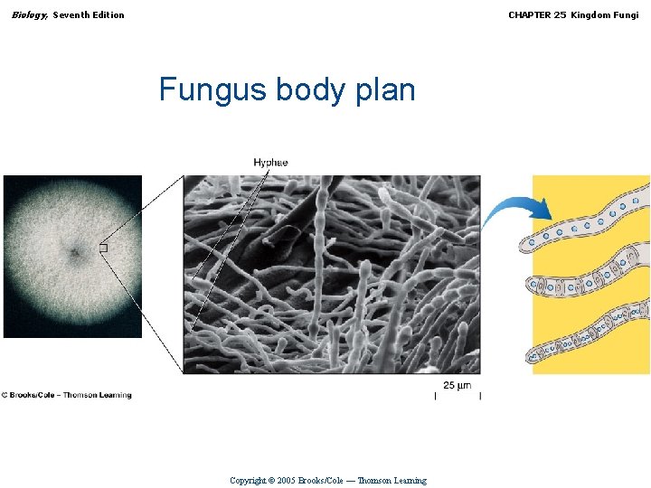 Biology, Seventh Edition CHAPTER 25 Kingdom Fungi Fungus body plan Copyright © 2005 Brooks/Cole