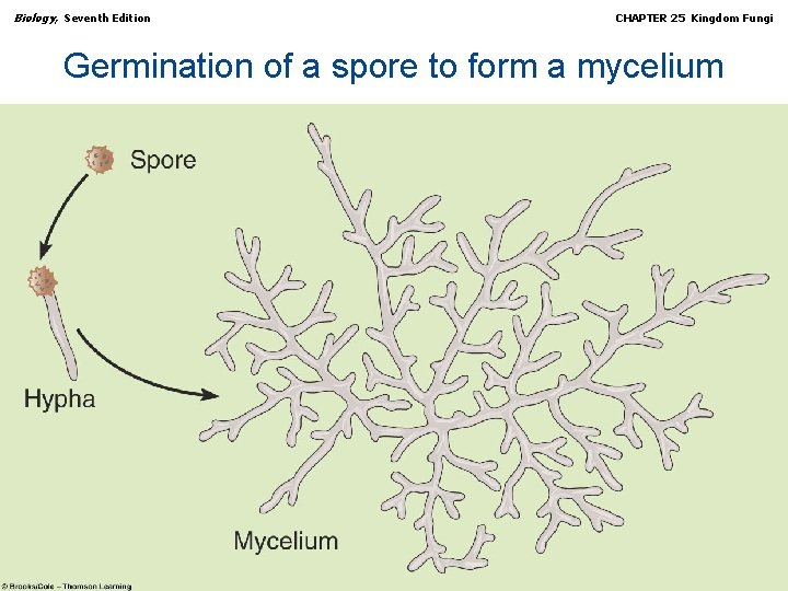Biology, Seventh Edition CHAPTER 25 Kingdom Fungi Germination of a spore to form a
