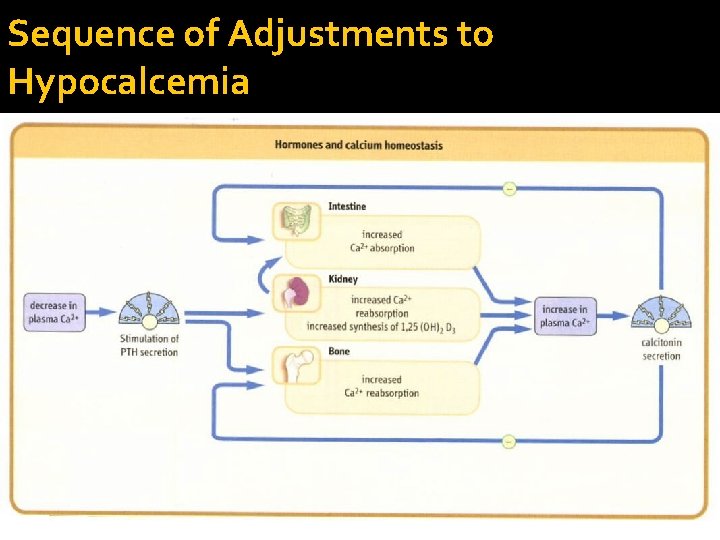 Sequence of Adjustments to Hypocalcemia 