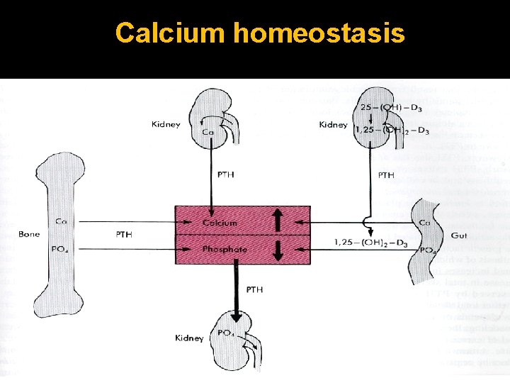 Calcium homeostasis 