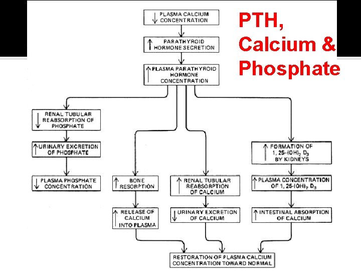 PTH, Calcium & Phosphate 