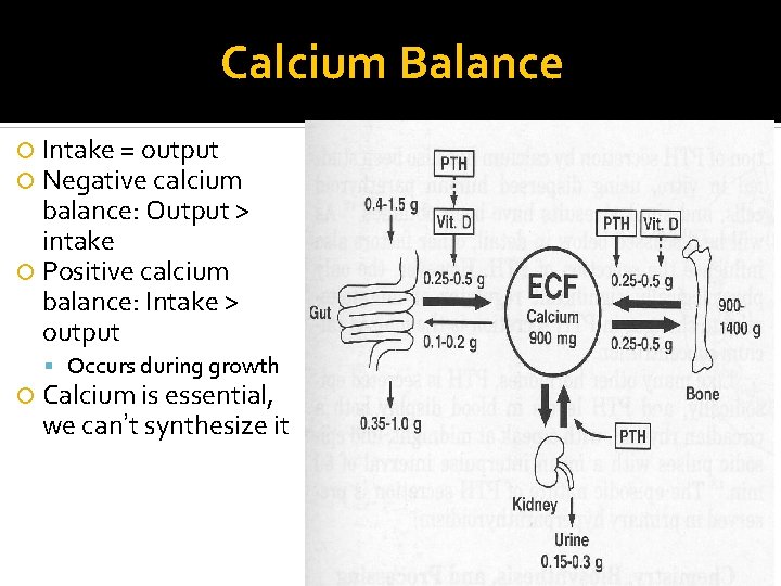 Calcium Balance Intake = output Negative calcium balance: Output > intake Positive calcium balance: