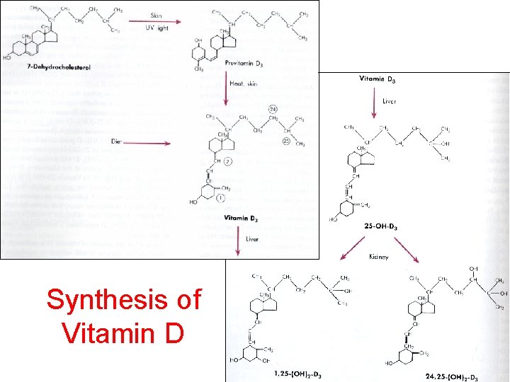 Synthesis of Vitamin D 