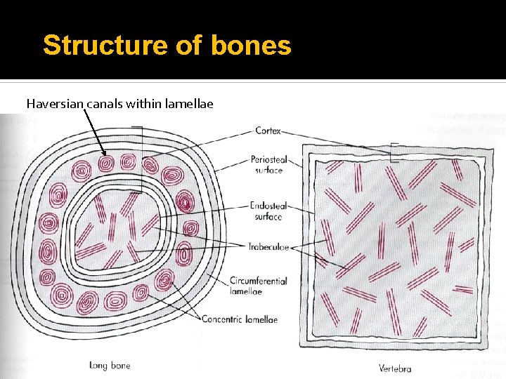 Structure of bones Haversian canals within lamellae 