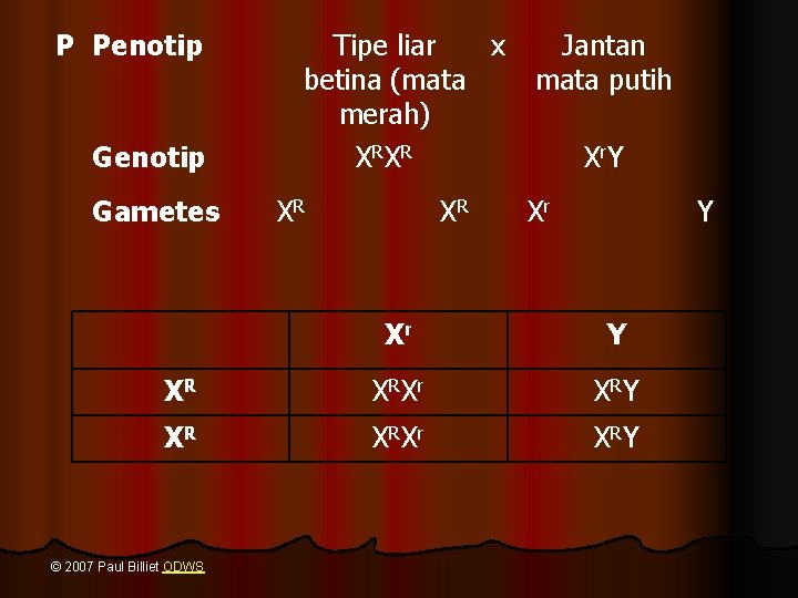 P Penotip Gametes Tipe liar x Jantan betina (mata putih merah) X RX R