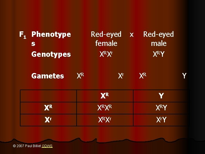 F 1 Phenotype s Genotypes Gametes Red-eyed female X RX r XR Xr x