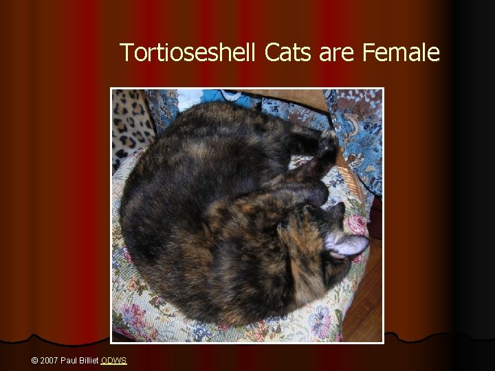 Tortioseshell Cats are Female © 2007 Paul Billiet ODWS 