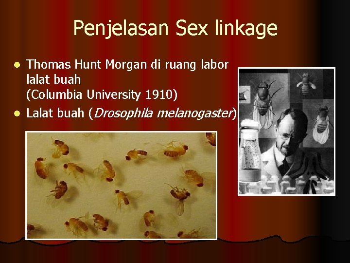 Penjelasan Sex linkage Thomas Hunt Morgan di ruang labor lalat buah (Columbia University 1910)