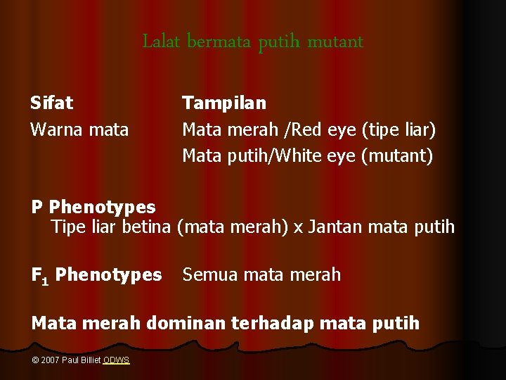 Lalat bermata putih mutant Sifat Warna mata Tampilan Mata merah /Red eye (tipe liar)