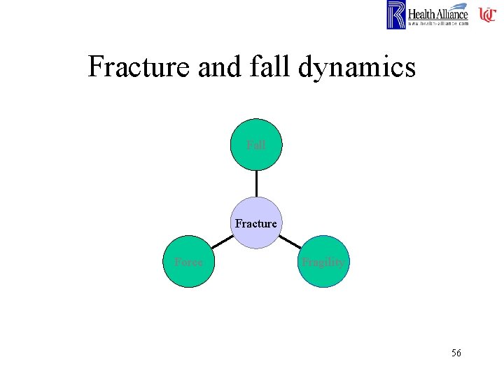 Fracture and fall dynamics Fall Fracture Force Fragility 56 