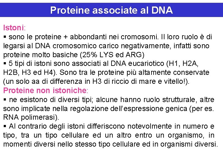 Proteine associate al DNA Istoni: § sono le proteine + abbondanti nei cromosomi. Il