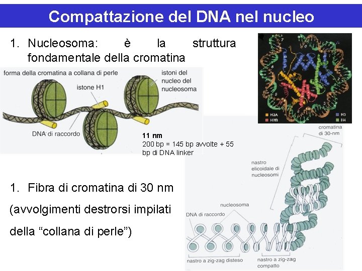 Compattazione del DNA nel nucleo 1. Nucleosoma: è la struttura fondamentale della cromatina 11